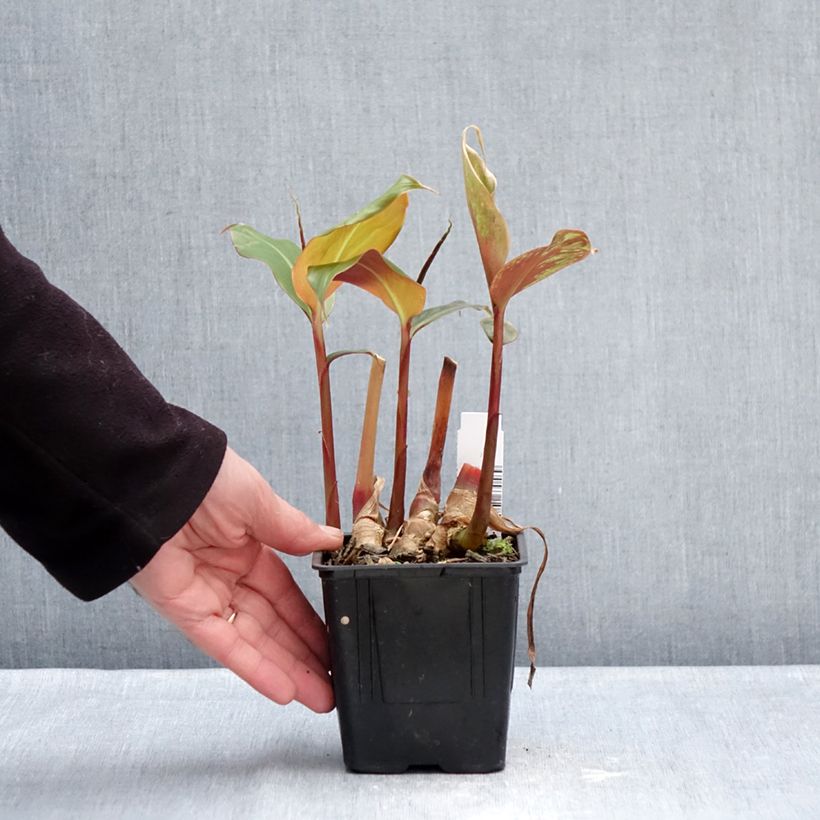 Spécimen de Hedychium greenii - Gingembre corail Pot de 1L/1,5L tel que livré en hiver