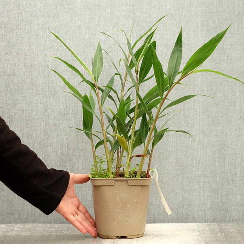 Spécimen de Hedychium villosum var. tenuiflorum - Gingembre d'ornement Pot de 3L/4L tel que livré en automne