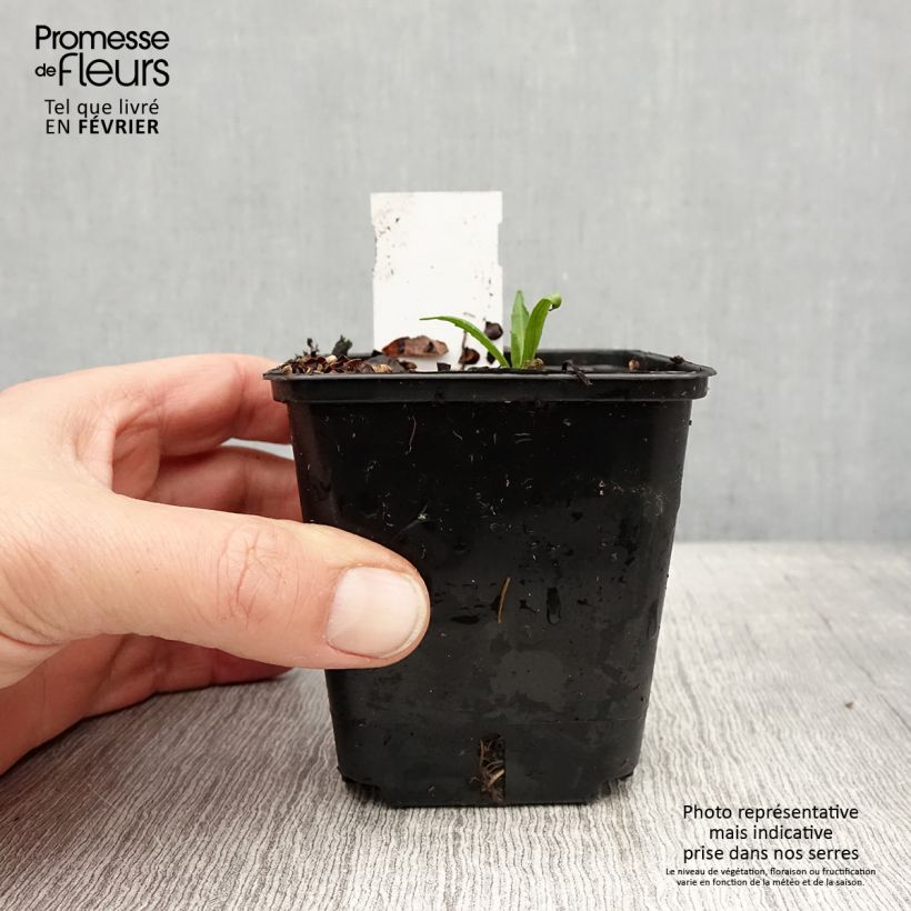 Helenium autumnale Helena Red Shades Vasetto da 8/9 cm esemplare consegnato in inverno