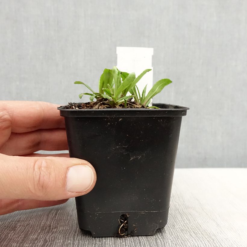 Helenium autumnale Helena Red Shades Vasetto da 8/9 cm esemplare consegnato in primavera