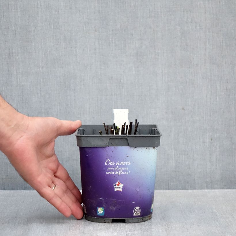 Spécimen de Hélénium Double Trouble - Hélénie jaune Pot de 2L/3L tel que livré en automne