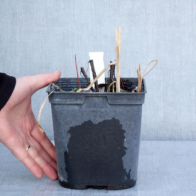 Spécimen de Hélénium Double Trouble - Hélénie jaune Pot de 2L/3L tel que livré en hiver