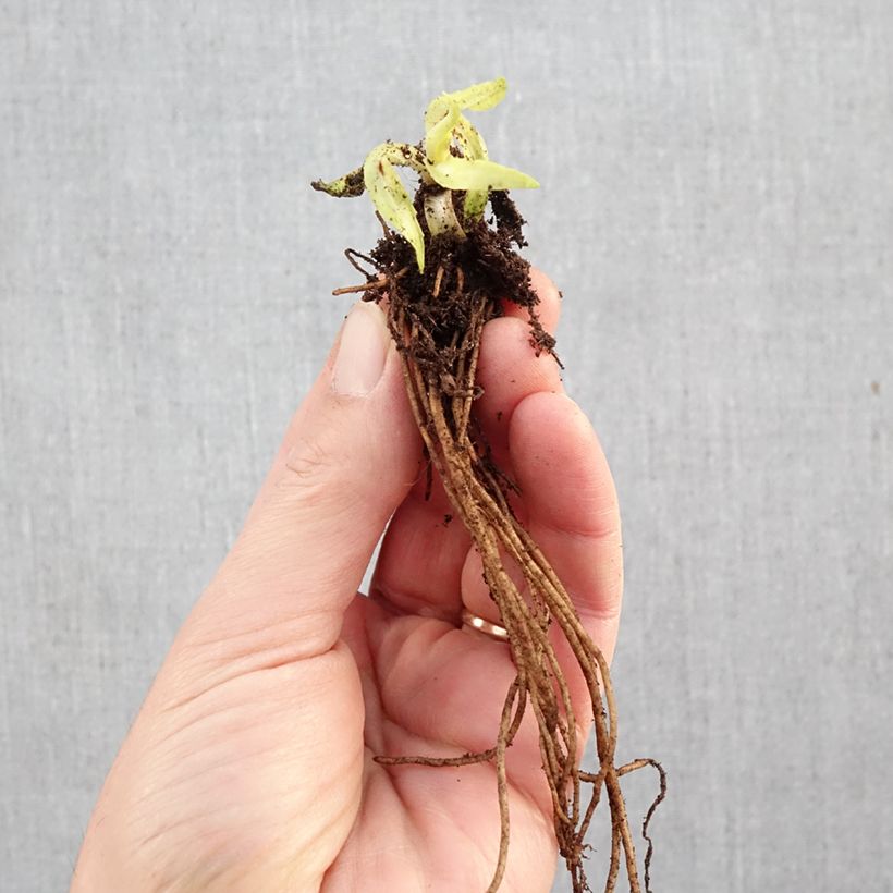 Spécimen de Hélénium Double Trouble - Hélénie jaune Racines nues, Qualité Extra équivalant à un pot de 2L tel que livré en hiver