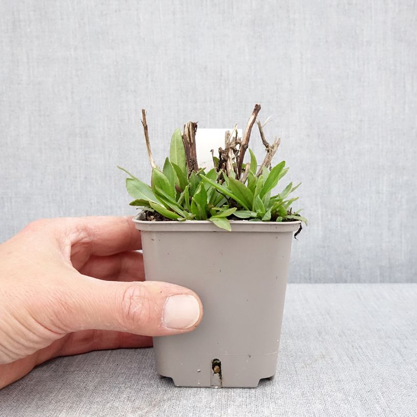 Helenium Okra Sundae Vasetto da 8/9 cm esemplare consegnato in primavera