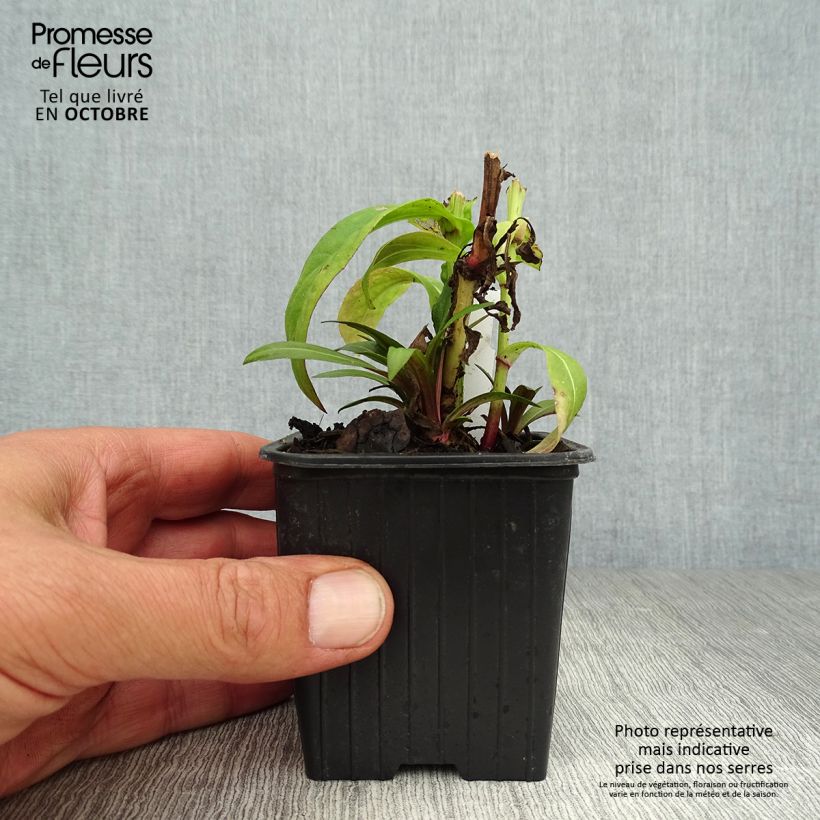 Spécimen de Helenium Poncho - Hélénie hybride Godet de 8/9 cm tel que livré en automne