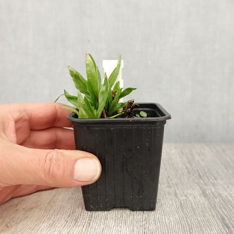 Helenium Red Jewel Vasetto da 8/9 cm esemplare consegnato in primavera