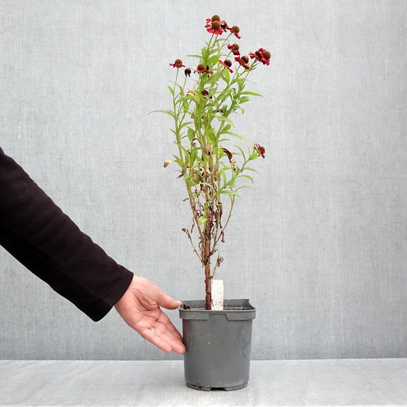 Spécimen de Helenium Ruby Tuesday - Hélénie rouge rubis Pot de 2L/3L tel que livré en automne