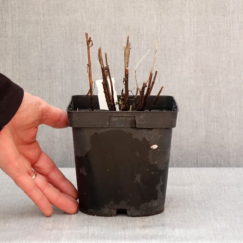 Spécimen de Helenium Ruby Tuesday - Hélénie rouge rubis Pot de 2L/3L tel que livré en hiver