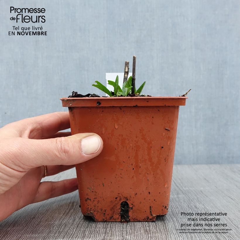 Spécimen de Hélénium Sahin's Early Flowerer - Hélénie multicolore Pot de 1,5L/2L tel que livré en automne
