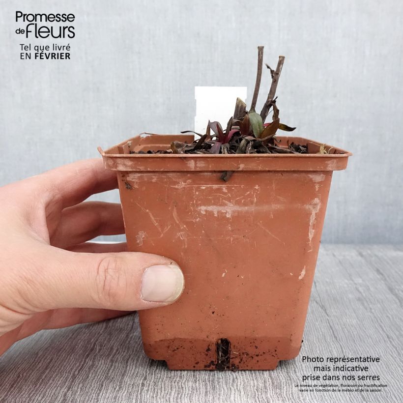 Spécimen de Hélénium Sahin's Early Flowerer - Hélénie multicolore Pot de 1,5L/2L tel que livré en hiver