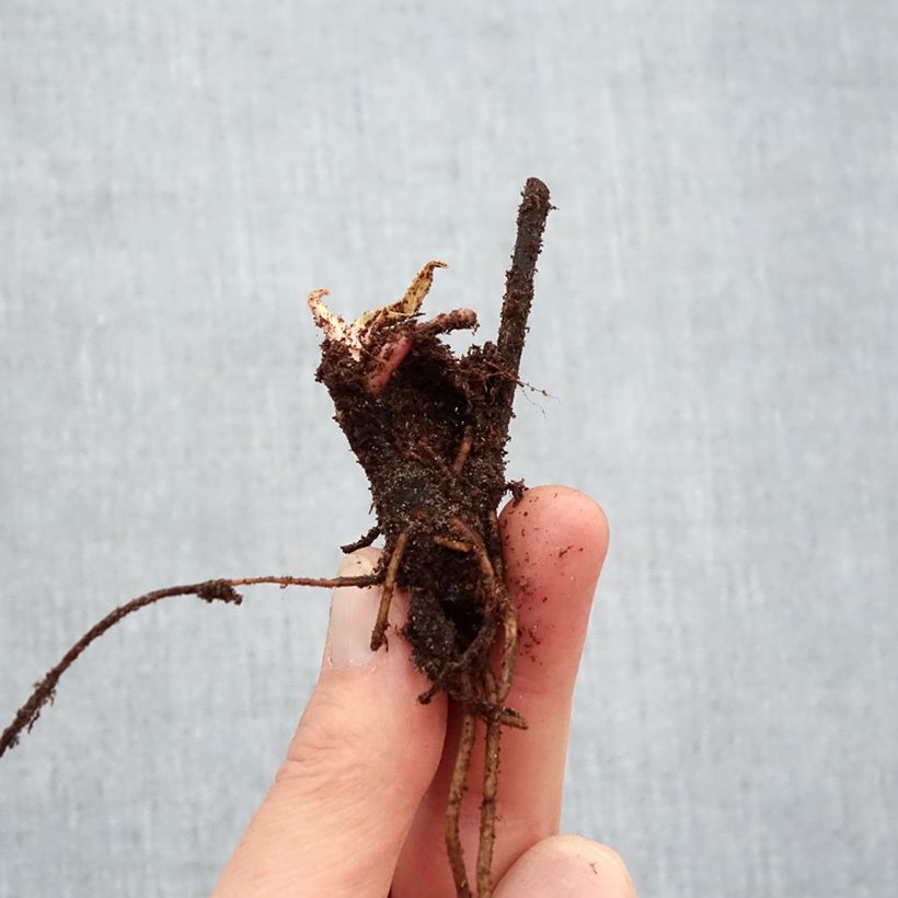 Spécimen de Hélénium Sahin's Early Flowerer - Hélénie multicolore Racines nues, Qualité Extra équivalant à un pot de 2L tel que livré en hiver