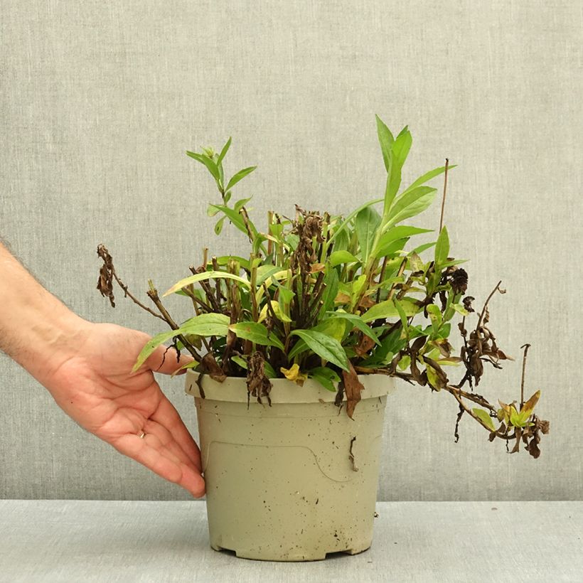Spécimen de Helenium Short'n 'Sassy - Hélénie jaune orangé. Pot de 3L/4L tel que livré en automne