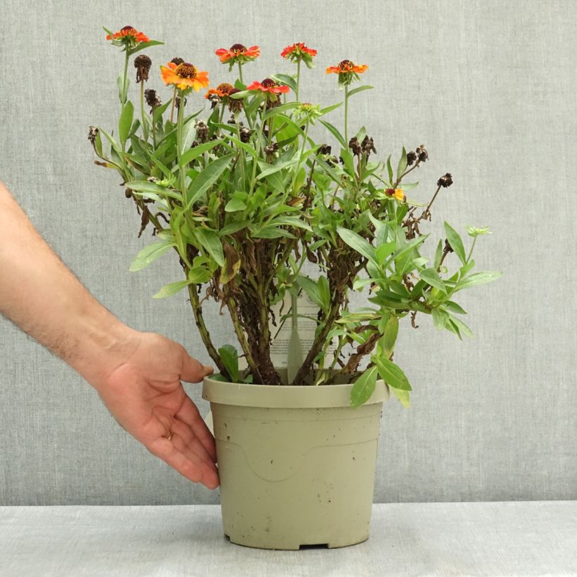 Spécimen de Helenium Short'n 'Sassy - Hélénie jaune orangé. Pot de 3L/4L tel que livré en été