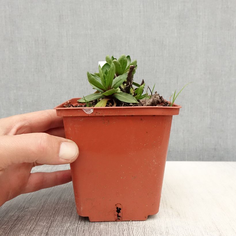 Spécimen de Helenium Short'n 'Sassy - Hélénie jaune orangé. Pot de 1L/1,5L tel que livré au printemps