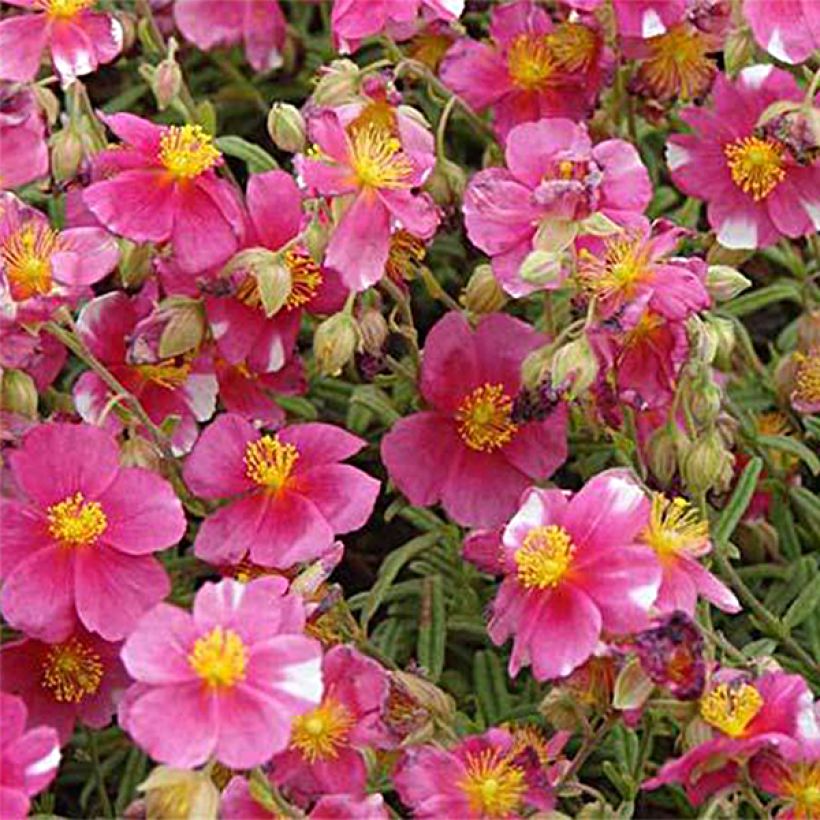 Hélianthème Raspberry Ripple (Floraison)
