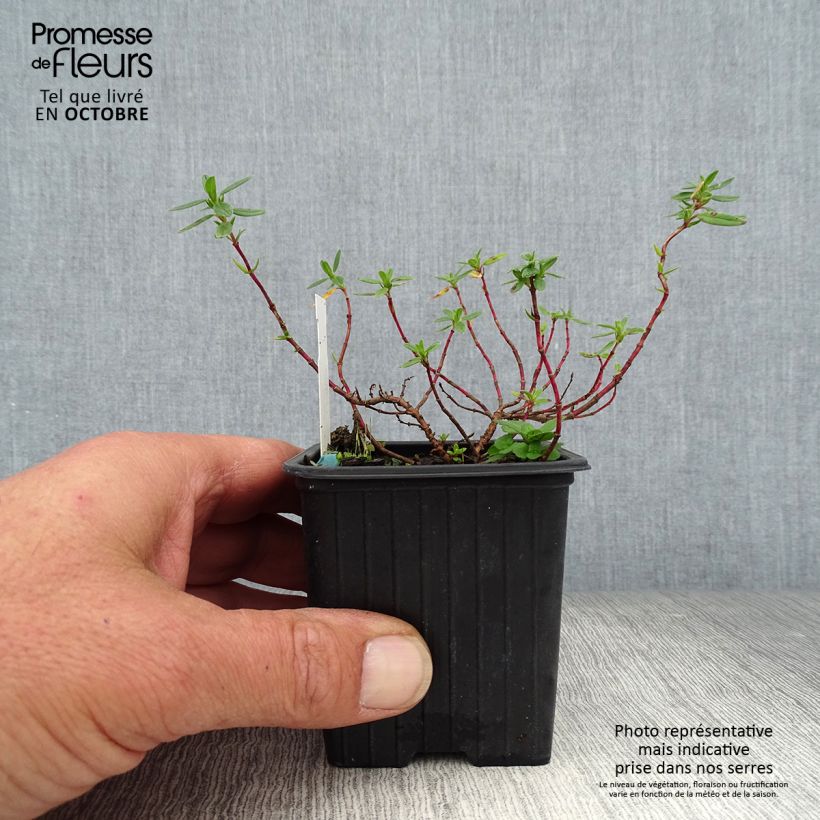 Spécimen de Helianthemum Bronzeteppich - Hélianthème  Godet de 8/9 cm tel que livré en automne