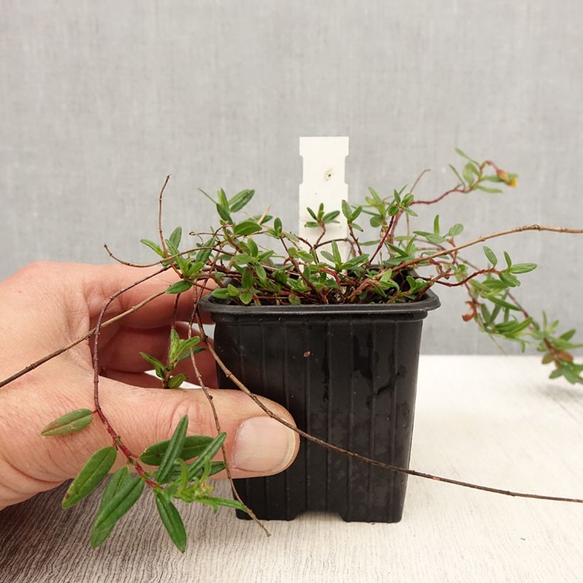 Spécimen de Helianthemum nummularium - Hélianthème commun Godet de 8/9 cm tel que livré au printemps