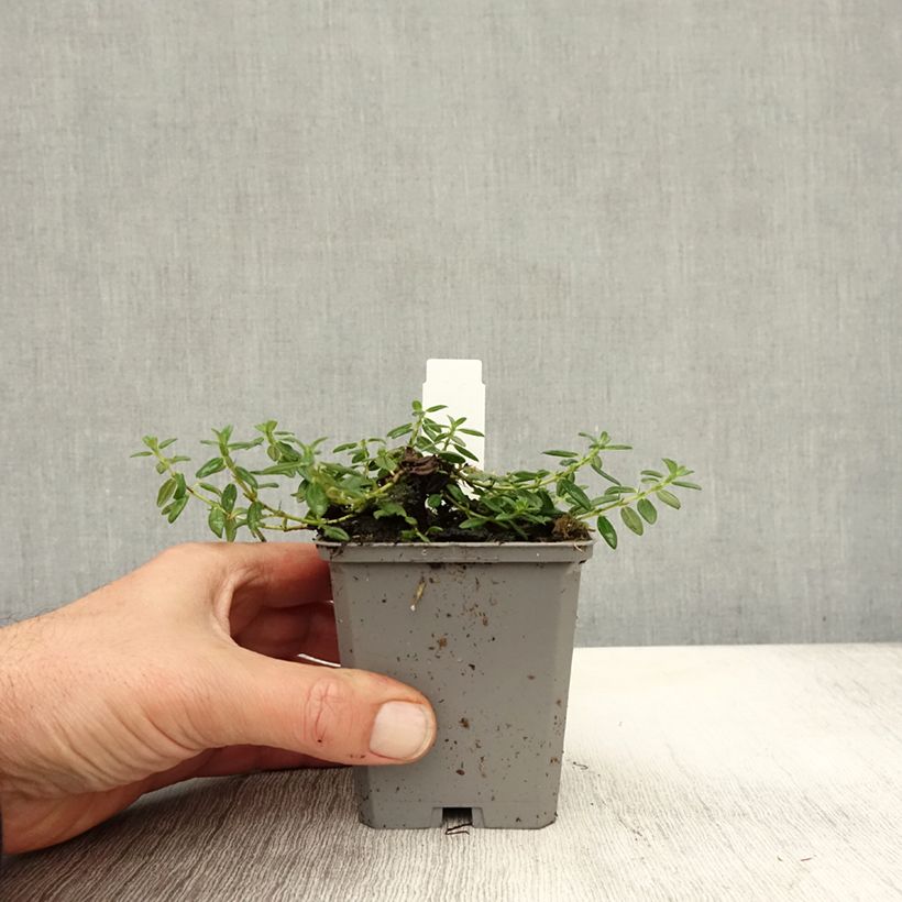 Spécimen de Helianthemum Orange Double - Hélianthème  Godet de 8/9 cm tel que livré en automne
