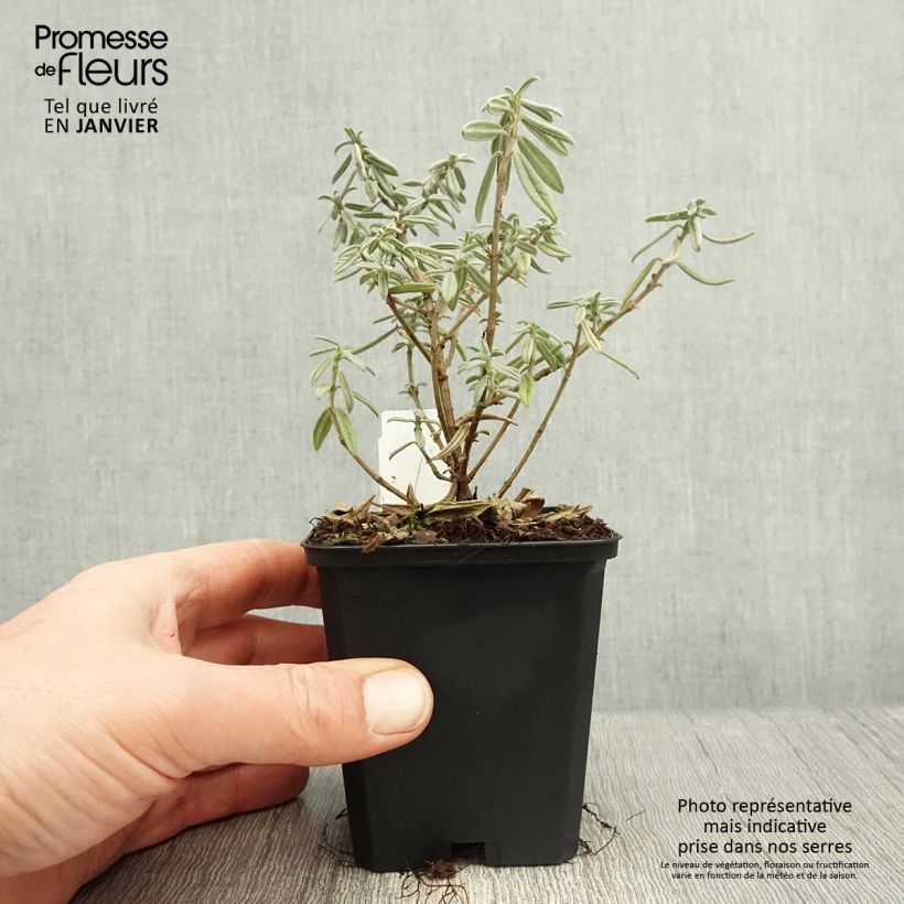 Spécimen de Helianthemum Rhodanthe Carneum - Hélianthème rose pastel. Godet de 8/9 cm tel que livré en hiver