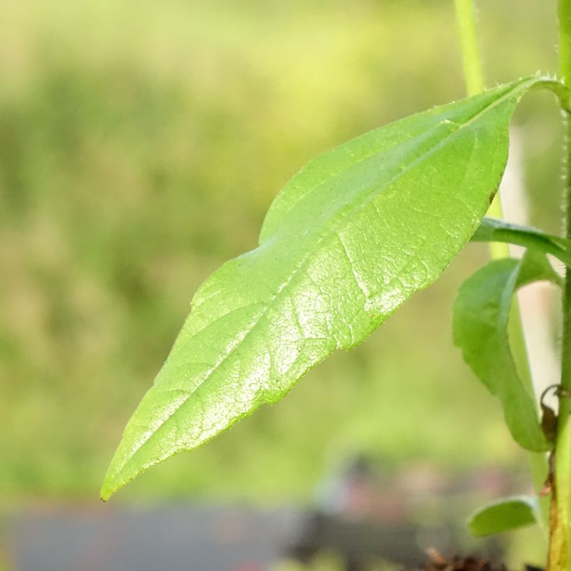 Hélianthi - Hélianthus strumosus (Feuillage)