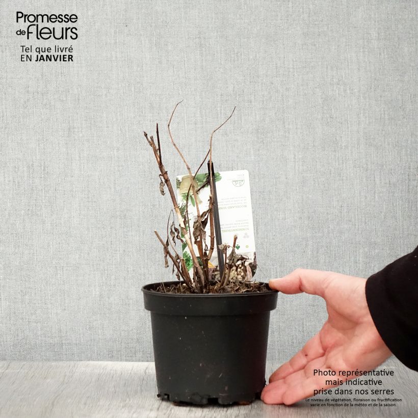 Spécimen de Hélianthi - Hélianthus strumosus Pot de 1,5L/2L tel que livré en hiver