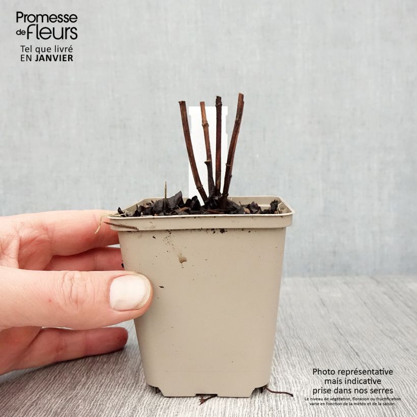 Spécimen de Helianthus decapetalus Plenus - soleil vivace double Godet de 8/9 cm tel que livré en hiver