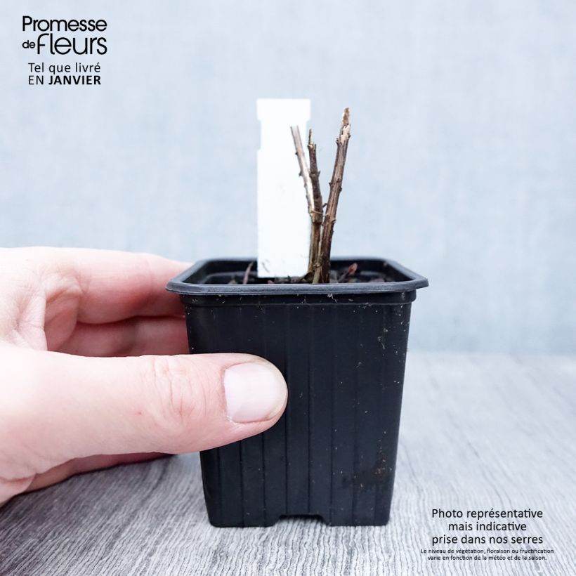 Spécimen de Helianthus salicifolius Table Mountain - Soleil vivace à feuilles de saule Godet de 8/9 cm tel que livré en hiver