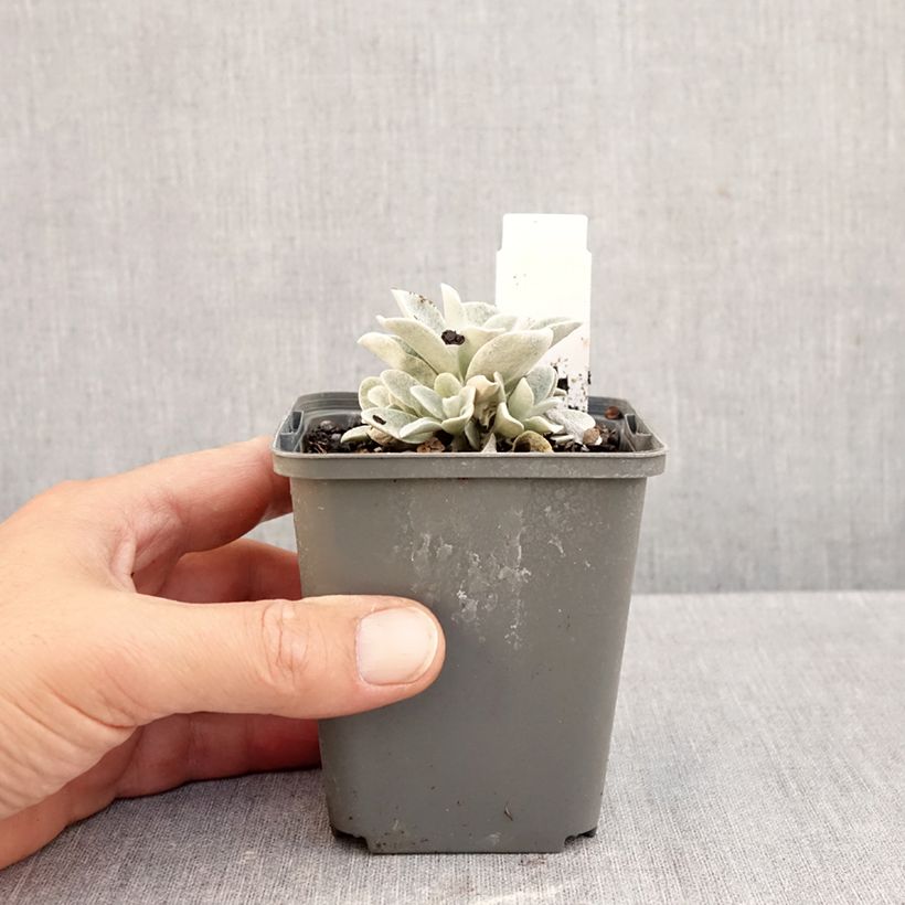 Spécimen de Helichrysum amorginum Ruby Cluster  Godet de 8/9 cm tel que livré en automne