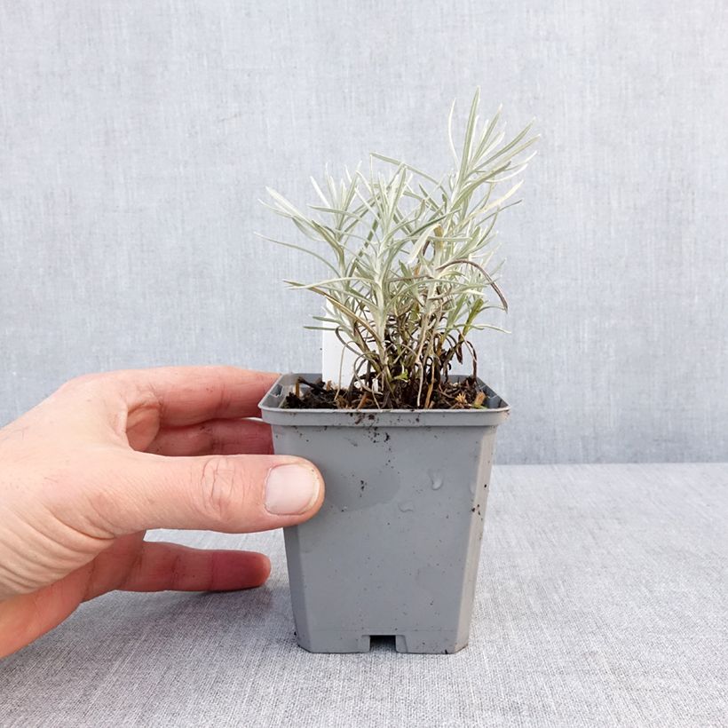 Elicriso italiano Tall Curry Vasetto da 8/9 cm esemplare consegnato in inverno