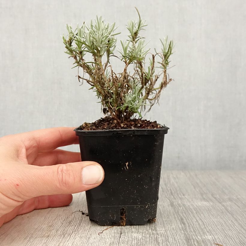 Helichrysum angustifolium 8/9 cm pot sample as delivered in spring