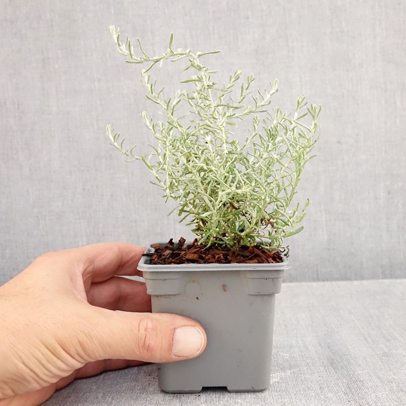 Spécimen de Helichrysum italicum Aladin - Plante curry Godet de 8/9 cm tel que livré en automne