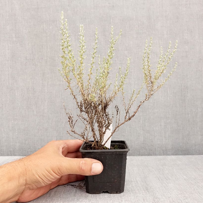 Spécimen de Helichrysum italicum Aladin - Plante curry Godet de 8/9 cm tel que livré en été