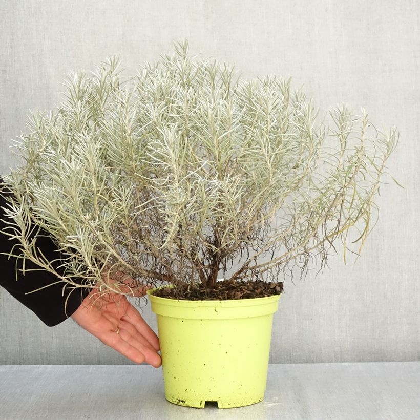 Spécimen de Helichrysum italicum subsp. serotinum - Plante curry Pot de 3L/4L tel que livré en automne