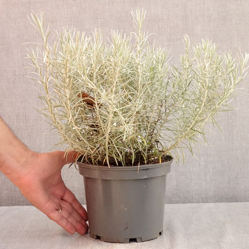 Spécimen de Helichrysum italicum subsp. serotinum - Plante curry Pot de 3L/4L tel que livré en été