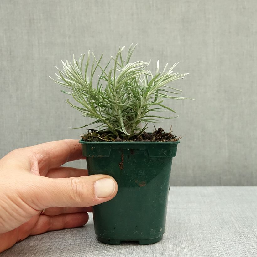 Spécimen de Helichrysum italicum Weisses Wunder - Immortelle d'Italie, plante curry Godet de 8/9 cm tel que livré en automne