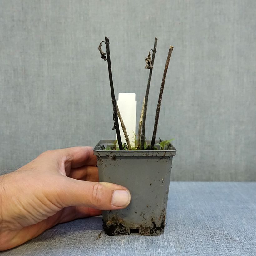 Spécimen de Heliopsis helianthoides Asahi - Héliopsis faux-héliante Godet de 8/9 cm tel que livré en automne