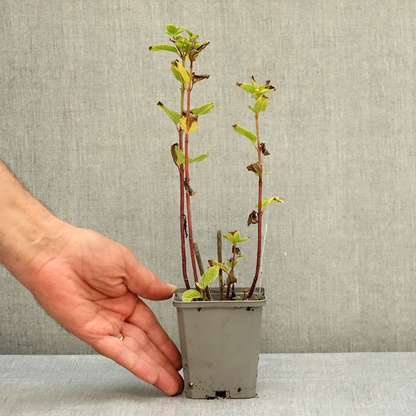 Spécimen de Heliopsis helianthoides Asahi - Héliopsis faux-héliante Godet de 8/9 cm tel que livré en été