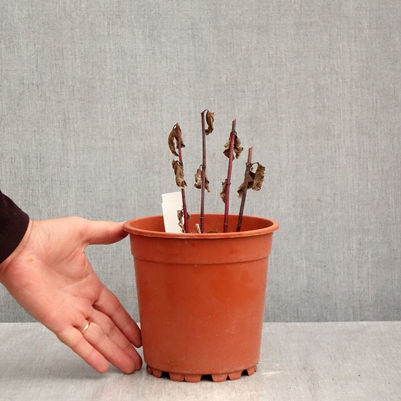 Spécimen de Heliopsis helianthoides Asahi - Héliopsis faux-héliante Pot de 2L/3L tel que livré en automne