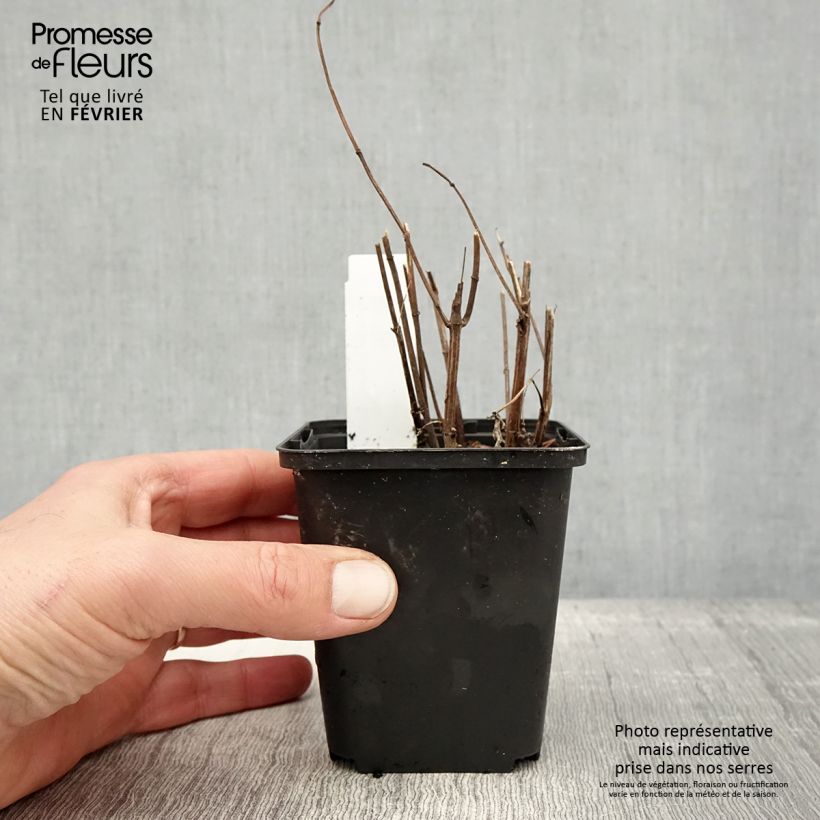 Spécimen de Heliopsis helianthoides Funky Spinner - Héliopsis faux-hélianthe Godet de 8/9 cm tel que livré en hiver