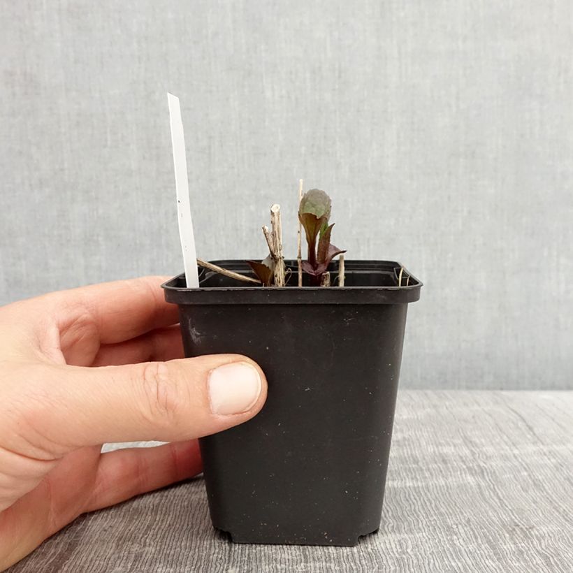 Spécimen de Heliopsis helianthoides Funky Spinner - Héliopsis faux-hélianthe Godet de 8/9 cm tel que livré au printemps