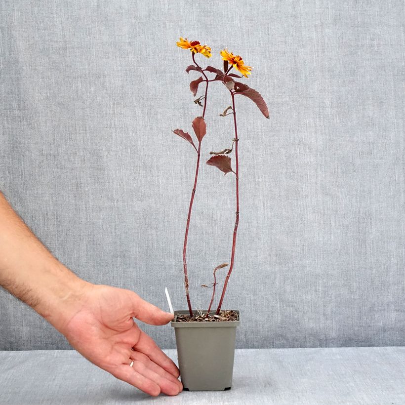 Spécimen de Heliopsis helianthoides Funky Spinner - Héliopsis faux-hélianthe Godet de 8/9 cm tel que livré en été