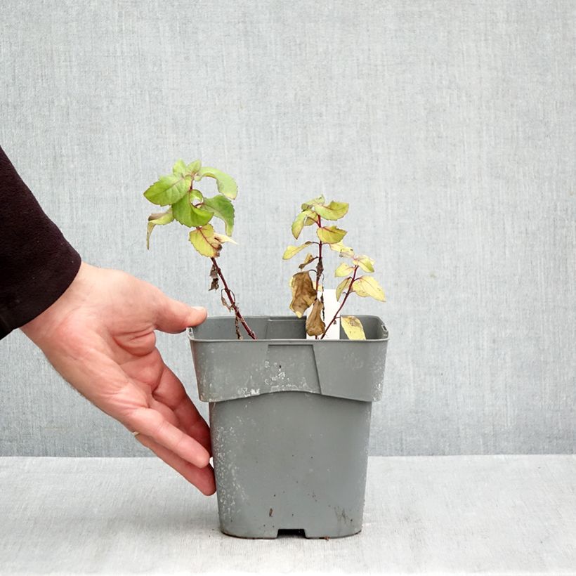 Spécimen de Heliopsis helianthoides Funky Spinner - Héliopsis faux-hélianthe Pot de 2L/3L tel que livré en automne