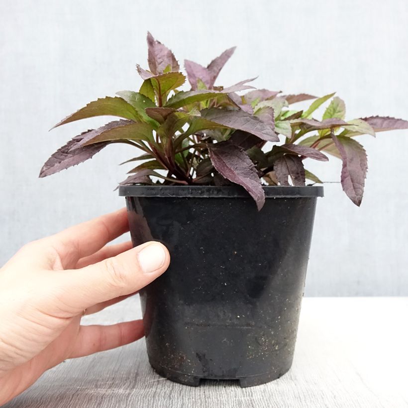 Amostra de Heliopsis helianthoides Funky Spinner Vaso de 2 L/3 L tal como entregue na primavera