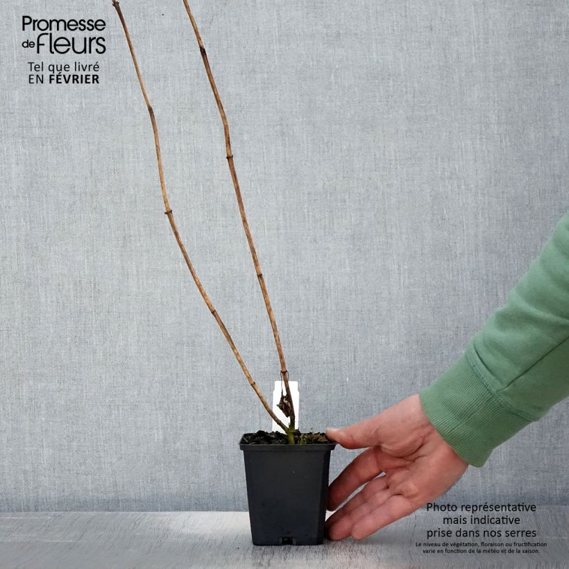 Spécimen de Heliopsis helianthoides Mars - Héliopsis faux hélianthe  Godet de 8/9 cm tel que livré en hiver