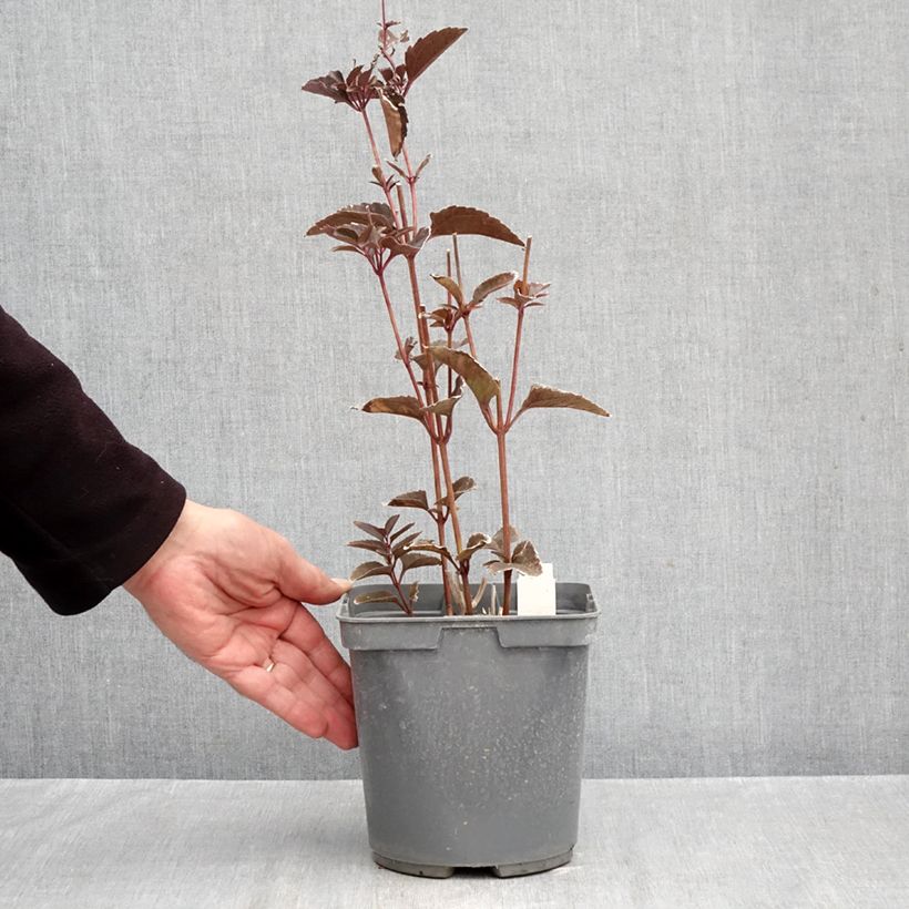 Spécimen de Heliopsis helianthoides Sparkling Contrast - Héliopsis faux-hélianthe Pot de 2L/3L tel que livré en automne