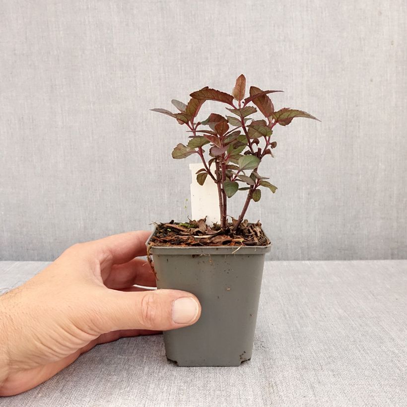 Spécimen de Heliopsis helianthoides var. scabra Fire Twister - Héliopsis faux-hélianthe Godet de 8/9 cm tel que livré en automne