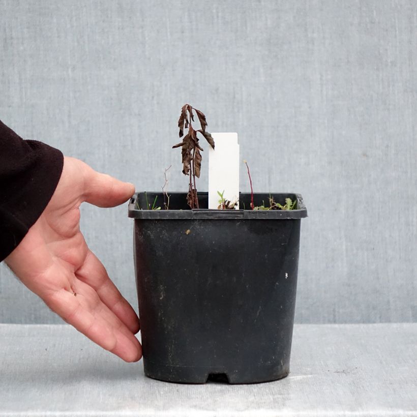 Spécimen de Heliopsis helianthoides var. scabra Fire Twister - Héliopsis faux-hélianthe Pot de 2L/3L tel que livré en automne