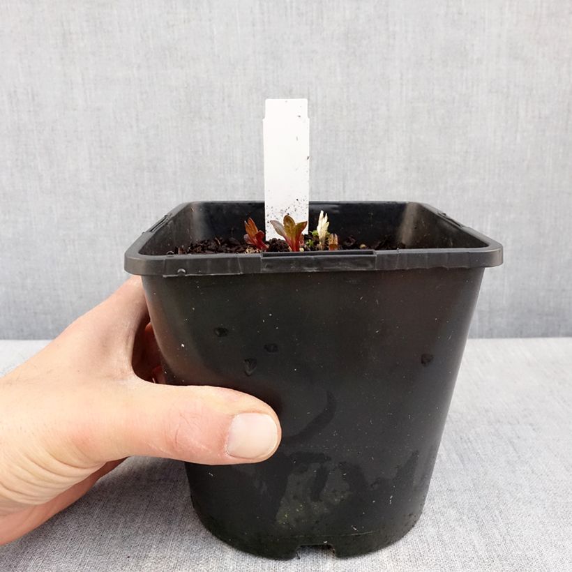 Spécimen de Heliopsis Luna Roja - Héliopsis faux hélianthe Pot de 2L/3L tel que livré au printemps