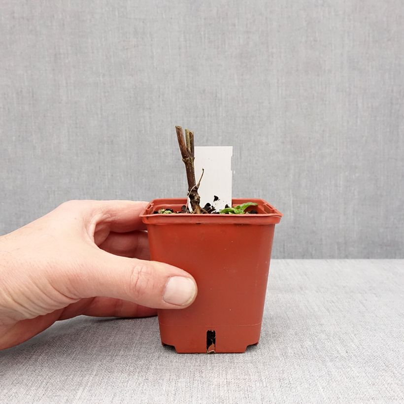 Spécimen de Heliopsis Punto Rosso Godet de 8/9 cm tel que livré en hiver