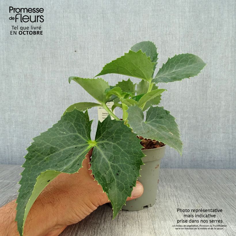 Spécimen de Hellébore de Corse - Helleborus argutifolius  Pot de 12 cm / 13 cm tel que livré en automne